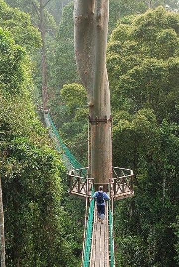 Rainforest Canopy Walkway, Borneo photo via shiela