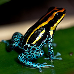 Poison Dart Frog Sitting on a Leaf
