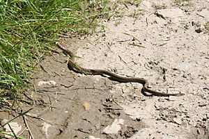 English: Grass Snake on the Path This grass sn...