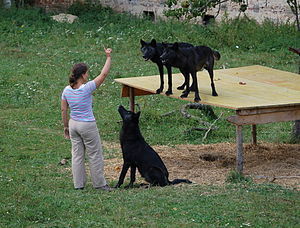 Eastern wolves at Wolf Science Center, Ernstbr...