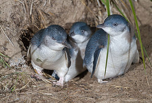 Little Penguin (Eudyptula minor) family exitin...