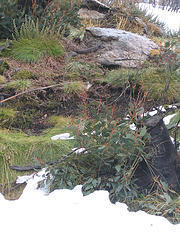 Smiggins Guthega Walk 22 - Trees