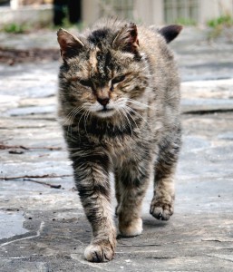 Feral cat in Virginia