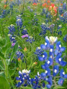 Bluebonnets