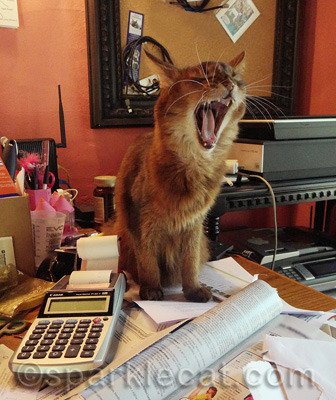Not fair - my human uses her loud voice sometimes, I should be able to too!