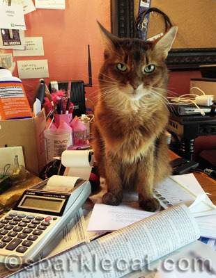 Maybe I should form a feline-with-ADD-humans support group.
