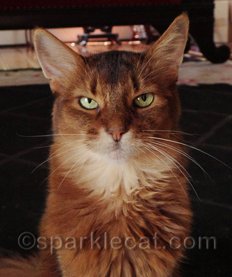 This may be more exasperated than grumpy