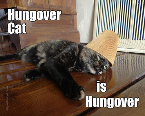 Hungover Cat is Hungover 16x20 poster