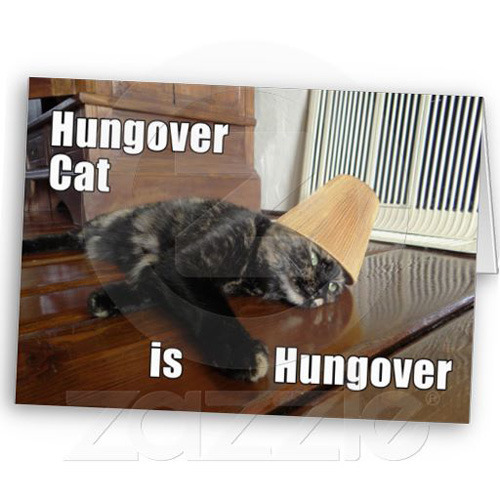 Hungover Tortoiseshell Cat Greeting Card