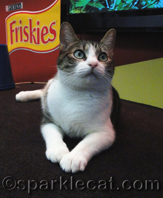 It was so awesome that many of these kitties found homes!