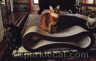 We love our scratch lounger!