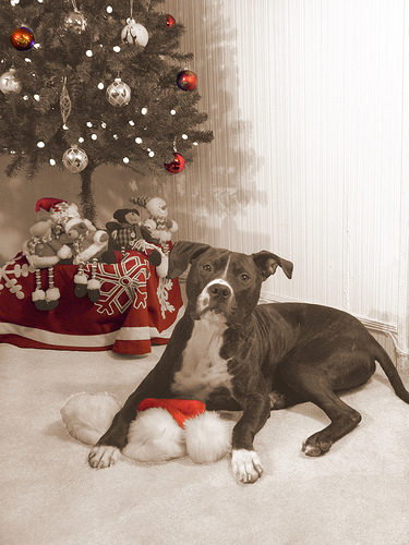 Jack holding Santa Hat