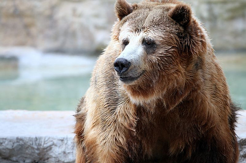 Remembering Grizzly Adams