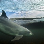 dolphin overall winner