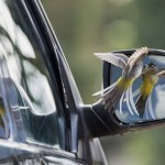 wagtail animal behaviour winner