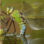dragonfly runner-up hidden britain
