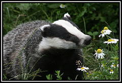 Badger