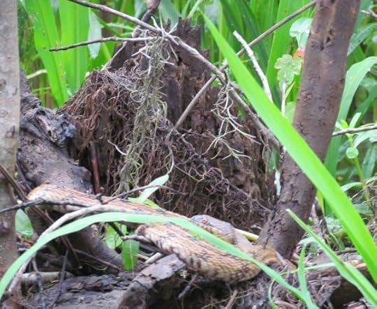 Python for technical writers