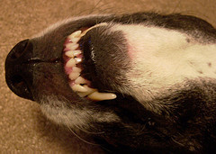 Herman - Contentment Closeup