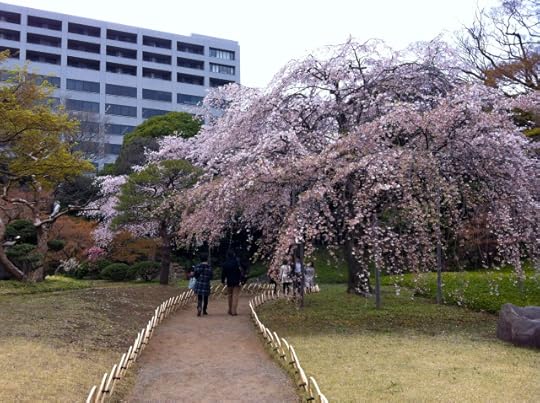 Full bloom at Koraku-en garden