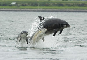 An adult female bottlenose dolphin with her yo...