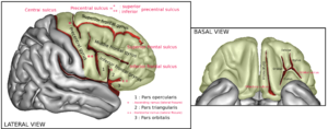 Anglo Saxon: Frontal lobe, gyri and sulci