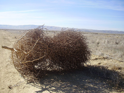 Tumbleweed near Soda Lake