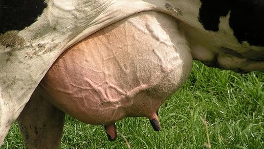 Livestock MRSA Found For First Time In UK Milk