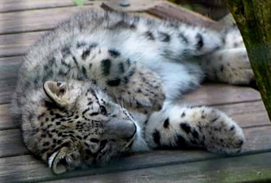 SnowLeopardCub