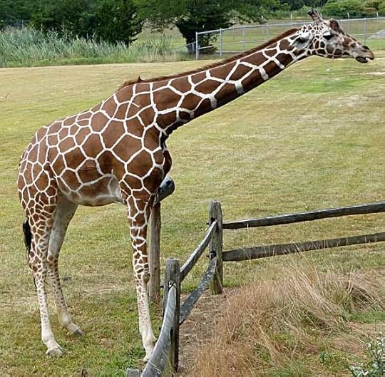 Giraffe