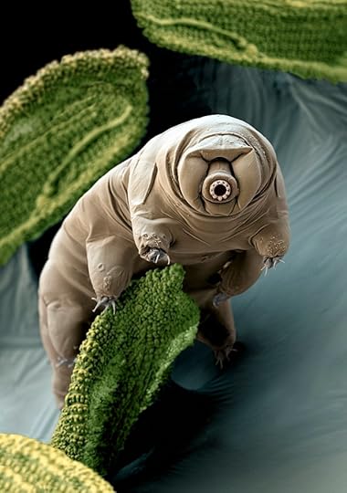 tardigrade