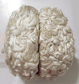 fiber brain