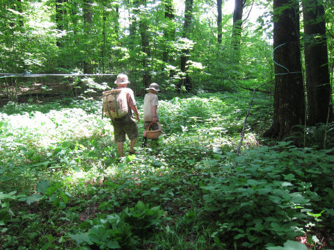 Stalking the wild woods nettle 