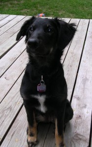 My amazingly smart puppy is named for the even more amazingly smart Dr. Sabel Young of The Demon Abraxas.