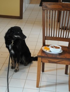 I didn't have a picture of human-Sabel doing anything particularly disciplined, but here you can see Sabel-pup determinedly not eating human food. 