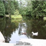 Friday morning on the pond