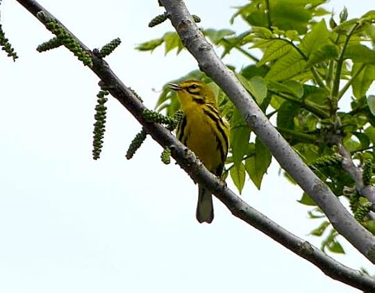 PrairieWarbler