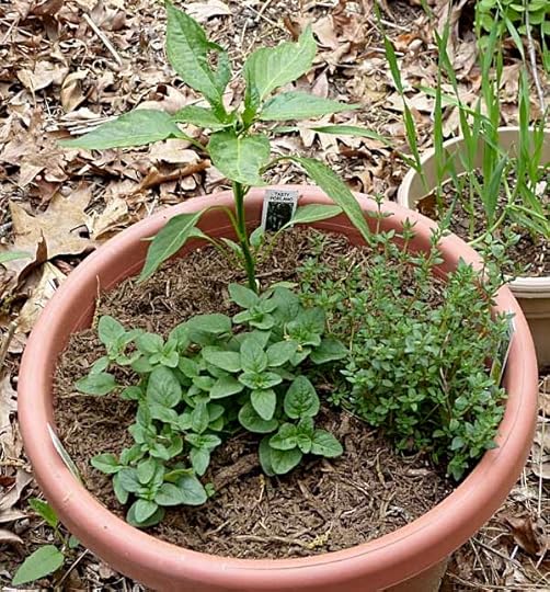 MyVegGarden
