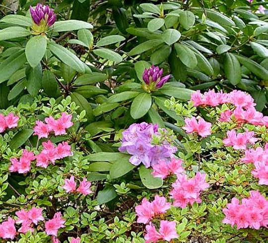 Azalea