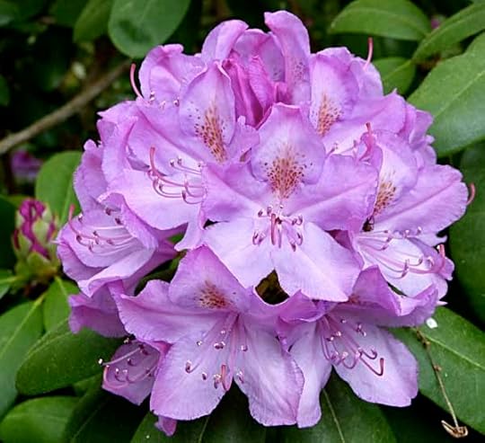 Rhododendron