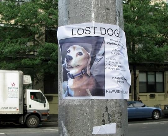 Lost Dog Poster, New York City