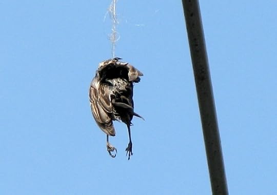Bird Caught in String Dies