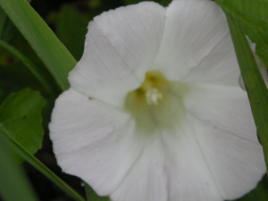 SAMSUNG DIGITAL CAMERA