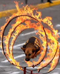 From the WordPress blog The Transfer