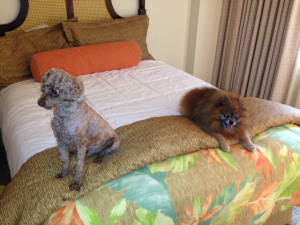 Cocoa (left) and Rascal (right)