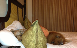 Cocoa & Rascal made themselves comfy for sleepy time.