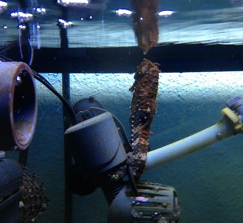 13G Ghillie on powerhead