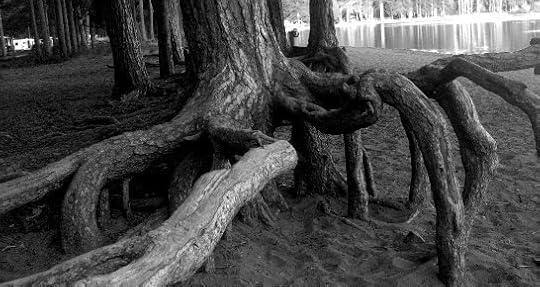 Trees on the shore of Orsasjön, Dalarna