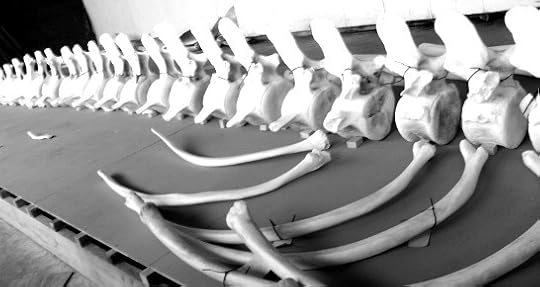 Spermwhale skeleton at Hvalsafari Andenes, Norway