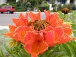 africantuliptree
